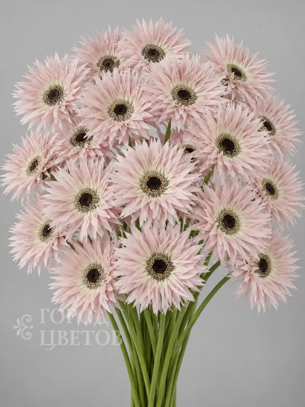 Гербера Spider light Pink (Спайдер светло розовая)