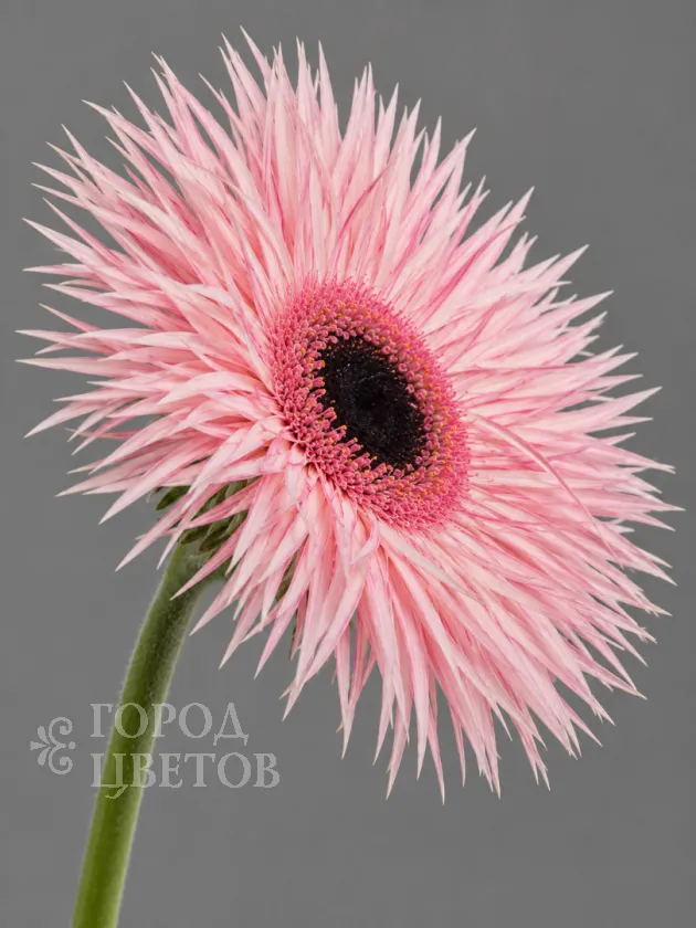 Гербера Spider Pink (Спайдер розовая)
