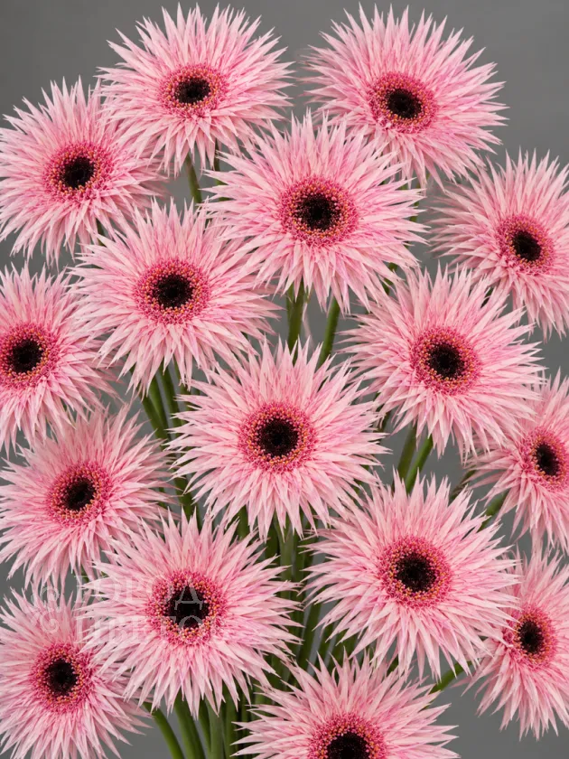 Гербера Spider Pink (Спайдер розовая)