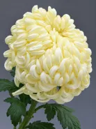 Хризантема одноголовая Vienna Cream (Виена Крем)