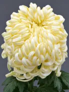 Хризантема одноголовая Vienna Cream (Виена Крем)