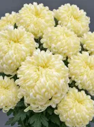 Хризантема одноголовая Vienna Cream (Виена Крем)