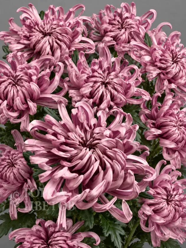 Хризантема одноголовая Vienna Pink (Виена Пинк)